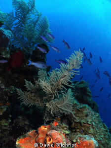 Reef Scenic 1, Belize Barrier Reef near Gallows Point.
S... by David Gilchrist 